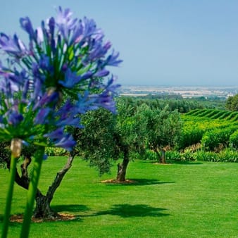 Tenuta di Biserno | Antinori